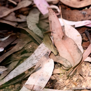 Hypocysta metirius at Wombeyan Caves, NSW - 28 Feb 2019