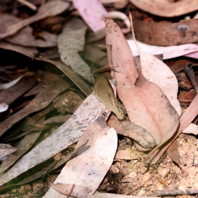 Hypocysta metirius (Brown Ringlet) at Wombeyan Karst Conservation Reserve - 28 Feb 2019 by DPRees125