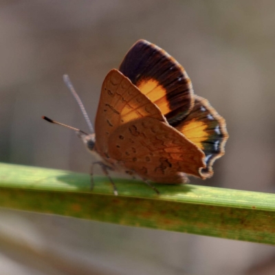 Paralucia aurifera (Bright Copper) at Wombeyan Caves, NSW - 28 Feb 2019 by DPRees125