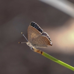 Paralucia aurifera at Wombeyan Caves, NSW - 28 Feb 2019