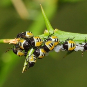 Commius elegans at Hackett, ACT - 26 Feb 2019