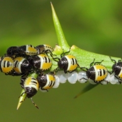 Commius elegans at Hackett, ACT - 26 Feb 2019