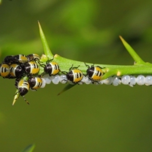 Commius elegans at Hackett, ACT - 26 Feb 2019