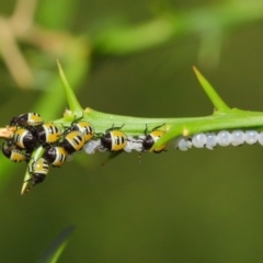 Commius elegans at Hackett, ACT - 26 Feb 2019