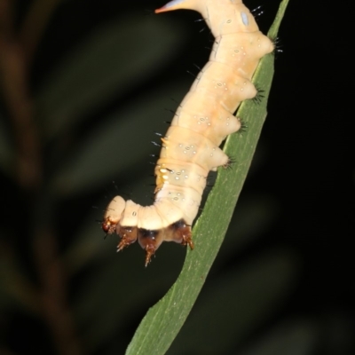 Neola semiaurata (Wattle Notodontid Moth) at Guerilla Bay, NSW - 26 Feb 2019 by jbromilow50