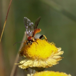 Ichneumonidae (family) at Paddys River, ACT - 25 Feb 2019 11:43 AM