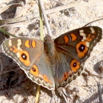 Junonia villida (Meadow Argus) at Rosedale, NSW - 25 Feb 2019 by jbromilow50