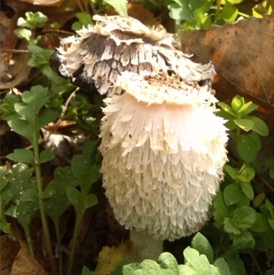 Coprinus comatus (Shaggy Ink Cap) at Curtin, ACT - 8 Jun 2017 by arjay