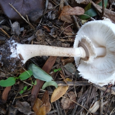 Chlorophyllum sp. at Curtin, ACT - 22 Apr 2015 by arjay