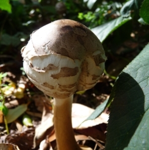 Chlorophyllum sp. at Curtin, ACT - 22 Apr 2015 10:32 AM