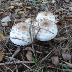 Chlorophyllum sp. at Curtin, ACT - 22 Apr 2015 10:32 AM