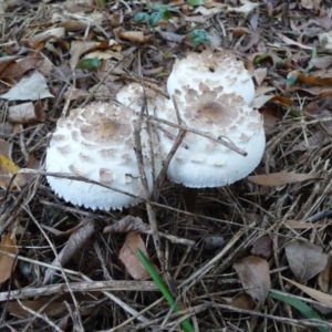 Chlorophyllum sp. at Curtin, ACT - 22 Apr 2015 10:32 AM