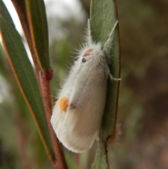 Lymantriinae (subfamily) (Unidentified tussock moths) at Dunlop, ACT - 27 Feb 2019 by CathB
