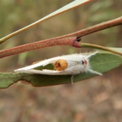 Lymantriinae (subfamily) at Dunlop, ACT - 28 Feb 2019