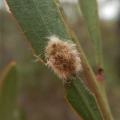 Lymantriinae (subfamily) at Dunlop, ACT - 28 Feb 2019