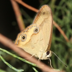 Hypocysta metirius (Brown Ringlet) at Guerilla Bay, NSW - 26 Feb 2019 by jbromilow50