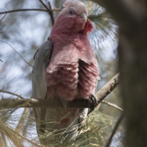 Eolophus roseicapilla at Hawker, ACT - 28 Feb 2019