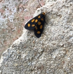 Asura cervicalis (Spotted Lichen Moth) at Hackett, ACT - 28 Feb 2019 by Fefifofum