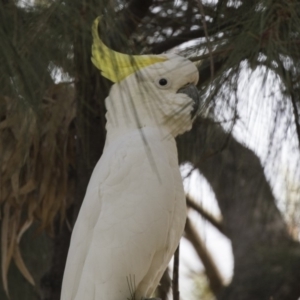 Cacatua galerita at Hawker, ACT - 28 Feb 2019