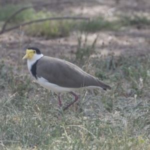 Vanellus miles at Hawker, ACT - 28 Feb 2019