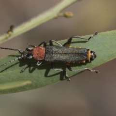 Chauliognathus tricolor (Tricolor soldier beetle) at Higgins, ACT - 23 Feb 2019 by Alison Milton