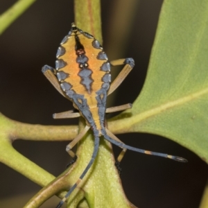 Amorbus sp. (genus) at Scullin, ACT - 24 Feb 2019