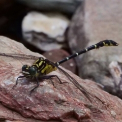 Hemigomphus gouldii (Southern Vicetail) at Cotter River, ACT - 21 Jan 2019 by DPRees125