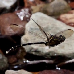 Hemigomphus gouldii at Cotter River, ACT - 21 Jan 2019 03:07 PM