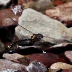 Hemigomphus gouldii at Cotter River, ACT - 21 Jan 2019