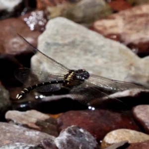 Hemigomphus gouldii at Cotter River, ACT - 21 Jan 2019 03:07 PM