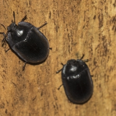 Pterohelaeus striatopunctatus (Darkling beetle) at Higgins, ACT - 24 Feb 2019 by Alison Milton