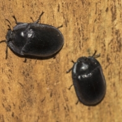 Pterohelaeus striatopunctatus at Higgins, ACT - 24 Feb 2019 11:09 AM