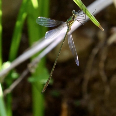 Synlestes weyersii (Bronze Needle) at Wombeyan Karst Conservation Reserve - 28 Feb 2019 by DPRees125