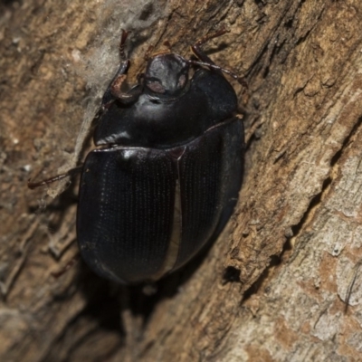 Pterohelaeus piceus (Pie-dish beetle) at Higgins, ACT - 24 Feb 2019 by AlisonMilton
