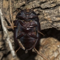 Pterohelaeus piceus at Higgins, ACT - 24 Feb 2019 11:08 AM