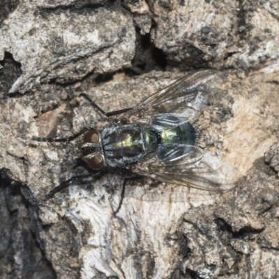Chlorotachina sp. (genus) (A bristle fly) at Higgins, ACT - 24 Feb 2019 by Alison Milton