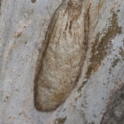 Chelepteryx collesi (White-stemmed Gum Moth) at Scullin, ACT - 24 Feb 2019 by AlisonMilton