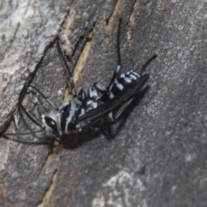 Turneromyia sp. (genus) at Scullin, ACT - 24 Feb 2019 10:46 AM