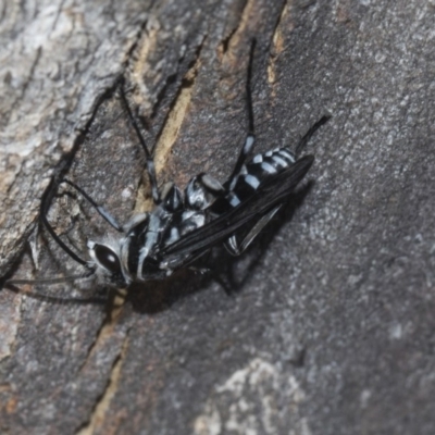 Turneromyia sp. (genus) (Zebra spider wasp) at Scullin, ACT - 24 Feb 2019 by AlisonMilton