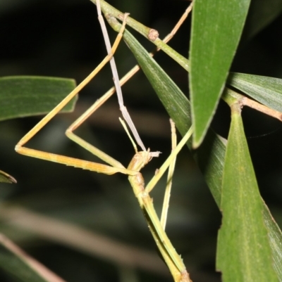 Ctenomorpha marginipennis at Broulee, NSW - 27 Feb 2019 by jbromilow50