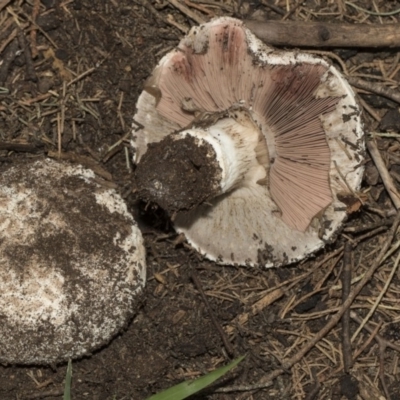 Agaricus sp. (Agaricus) at Commonwealth & Kings Parks - 20 Feb 2019 by Alison Milton