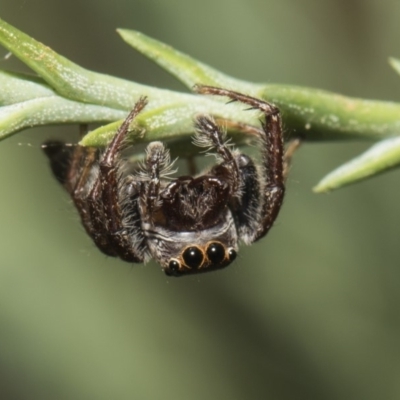Opisthoncus sp. (genus) (Unidentified Opisthoncus jumping spider) at Commonwealth & Kings Parks - 20 Feb 2019 by Alison Milton