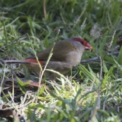 Neochmia temporalis (Red-browed Finch) at Acton, ACT - 21 Feb 2019 by Alison Milton
