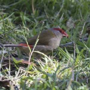 Neochmia temporalis at Acton, ACT - 21 Feb 2019