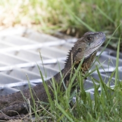 Intellagama lesueurii howittii (Gippsland Water Dragon) at Acton, ACT - 21 Feb 2019 by AlisonMilton