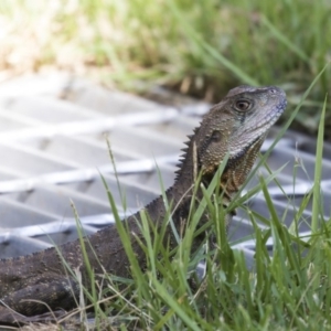 Intellagama lesueurii howittii at Acton, ACT - 21 Feb 2019 02:34 PM