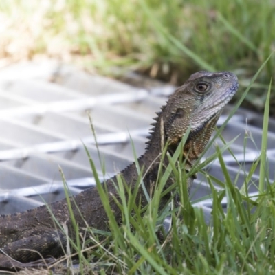 Intellagama lesueurii howittii (Gippsland Water Dragon) at Acton, ACT - 21 Feb 2019 by AlisonMilton