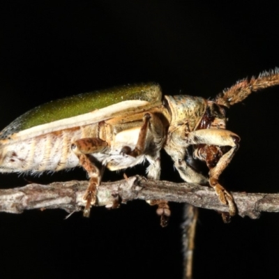 Rhytiphora nigrovirens (Green Longhorn Beetle) at Guerilla Bay, NSW - 26 Feb 2019 by jbromilow50