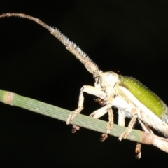 Rhytiphora nigrovirens (Green Longhorn Beetle) at Broulee, NSW - 27 Feb 2019 by jbromilow50