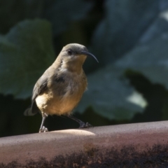 Acanthorhynchus tenuirostris (Eastern Spinebill) at Higgins, ACT - 25 Feb 2019 by AlisonMilton